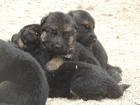 CHIOT