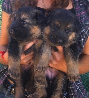 CHIOT