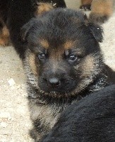 CHIOT