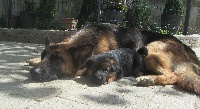 CHIOT