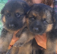 CHIOT