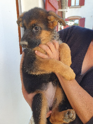 CHIOT 10