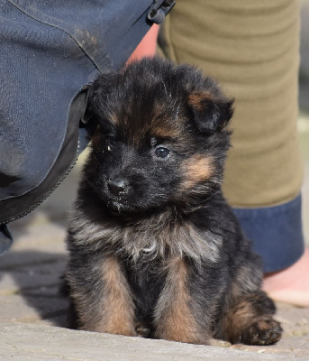 CHIOT 9