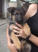 CHIOT
