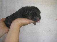 CHIOT