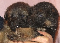 CHIOT