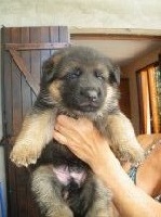 CHIOT