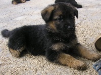 CHIOT