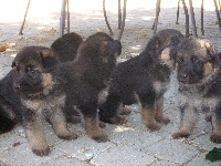 CHIOT