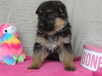 CHIOT