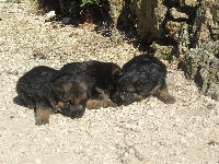 CHIOT