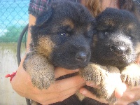 CHIOT