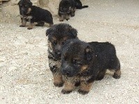 CHIOT