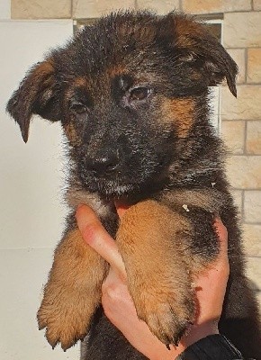 CHIOT
