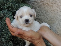CHIOT