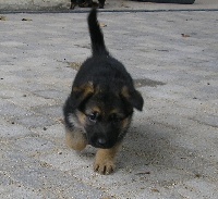CHIOT