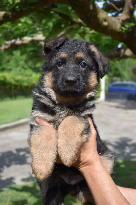 CHIOT 2