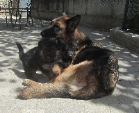 CHIOT