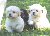 CHIOT