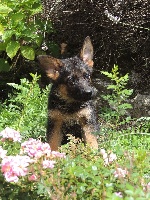 CHIOT