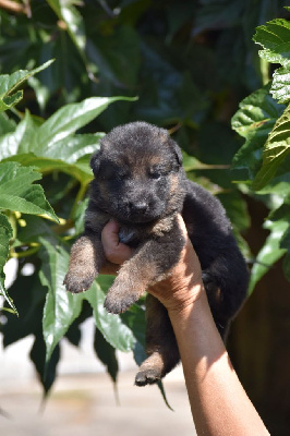 CHIOT 3