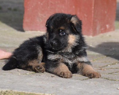 CHIOT 3