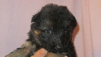 CHIOT