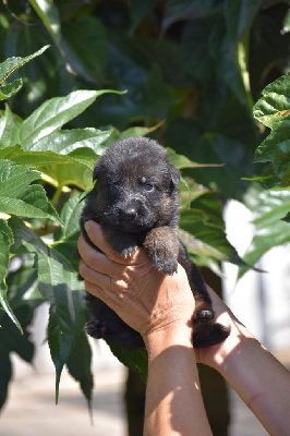 CHIOT 6