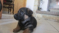 CHIOT