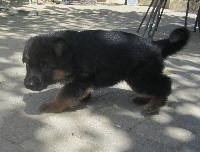 CHIOT