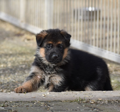 CHIOT 1