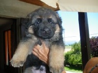 CHIOT