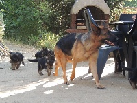 CHIOT