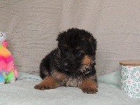 CHIOT