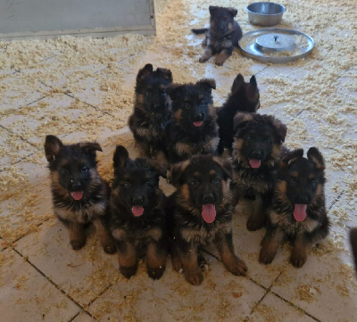 CHIOT 3