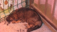 CHIOT