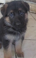 CHIOT