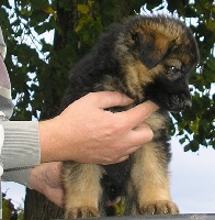 CHIOT