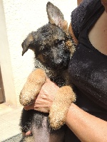 CHIOT
