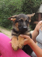 CHIOT
