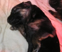 CHIOT