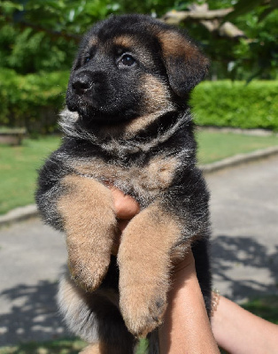CHIOT 1