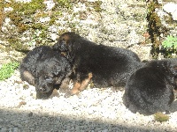 CHIOT