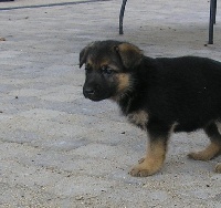 CHIOT