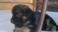 CHIOT