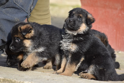 CHIOT 7