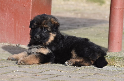 CHIOT 5