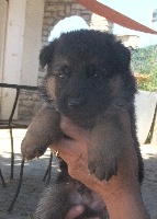 CHIOT
