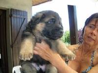 CHIOT