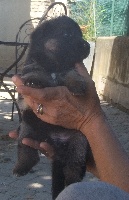 CHIOT